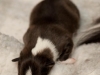 drumlin-shelties-8143
