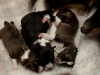 drumlin-shelties-8151