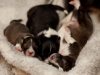 drumlin-shelties-8152