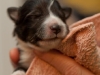 drumlin-shelties-8158