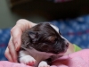 drumlin-shelties-8200