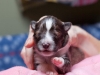drumlin-shelties-8201