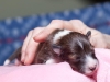 drumlin-shelties-8204