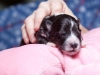 drumlin-shelties-8206
