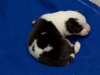 drumlin_shelties-8168