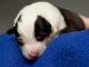drumlin_shelties-8172