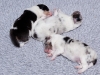 drumlin_shelties-8173
