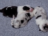 drumlin_shelties-8179