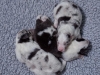 drumlin_shelties-8187