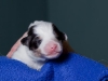 drumlin_shelties-8195