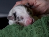 drumlin_shelties-8235