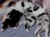 drumlin_shelties-8239