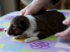 Goldie, female 3 weeks old