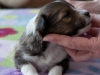 Goldie, female 3 weeks old