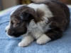 Bucky, male 3 weeks old