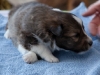 Bucky, male 3 weeks old