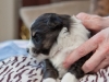 Sparty, male 3 weeks old