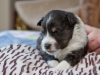 Sparty, male 3 weeks old
