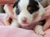 drumlin_puppy-9717