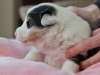 drumlin_puppy-9721