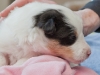 Gala, female 3 weeks old