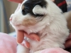 Gala, female 3 weeks old