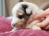 Fuji, male 3 weeks old