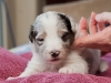 Fuji, male 3 weeks old
