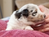Fuji, male 3 weeks old
