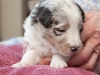 Fuji, male 3 weeks old