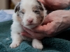 Winston, male three weeks