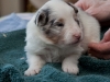 Winston, male three weeks