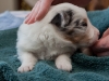 Winston, male three weeks