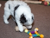 20101121-drumlin_puppy-0715