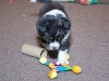 20101121-drumlin_puppy-0717