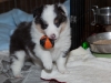 20101121-drumlin_puppy-0724