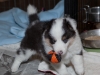 20101121-drumlin_puppy-0726