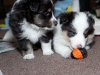 20101121-drumlin_puppy-0733