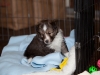 20101121-drumlin_puppy-0745