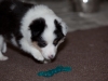 20101121-drumlin_puppy-0748