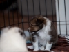 20101121-drumlin_puppy-0749