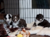 20101121-drumlin_puppy-0754