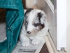20101121-drumlin_puppy-0758