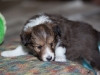 20101121-drumlin_puppy-0760