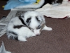 20101121-drumlin_puppy-0762