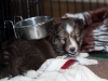 20101121-drumlin_puppy-0764