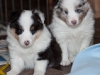 20101121-drumlin_puppy-0766