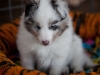 20101128-drumlin-shelties-0986