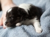 Kate, female - 3 weeks old. Cadie's litter