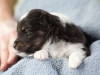 Kate, female - 3 weeks old. Cadie's litter
